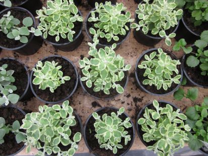 Helichrysum petiolare Rondello