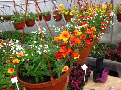 Lobularia Snow Princess + Nemesia Sunsatia New Papaya