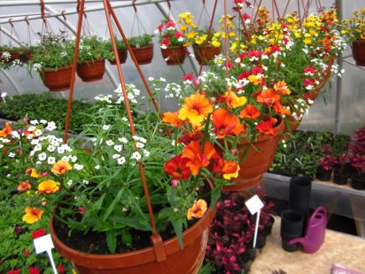 Lobularia Snow Princess + Nemesia Sunsatia New Papaya