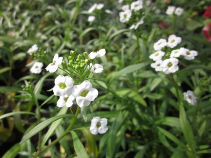 Lobularia Snow Princess