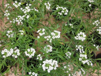 Lobularia Snow Princess