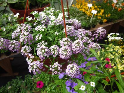 Lobularia