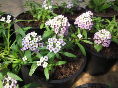 Lobularia