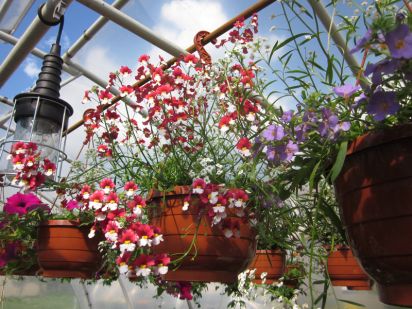 Nemesia Sunsatia Cherry on Ice