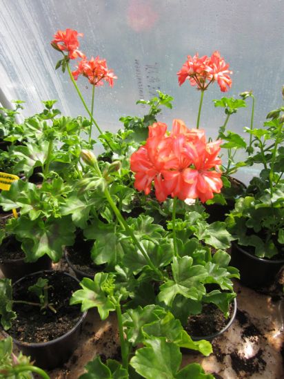 Pelargonium Peltatum - Lollipop Mandarin