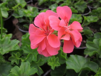 Pelargonium Peltatum - Apricot