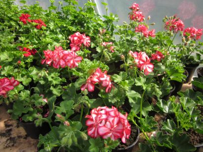 Pelargonium Peltatum