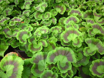 Pelargonium Zonale - Carmen