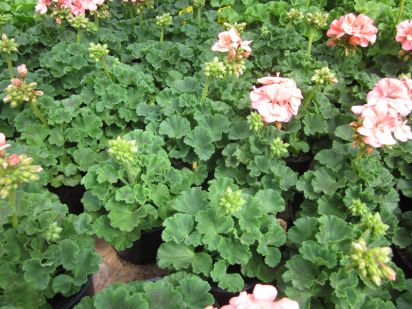 Pelargonium Zonale - Costa Brava Light Salmon