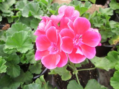 Pelargonium Zonale - Hot Spot Bajazzo