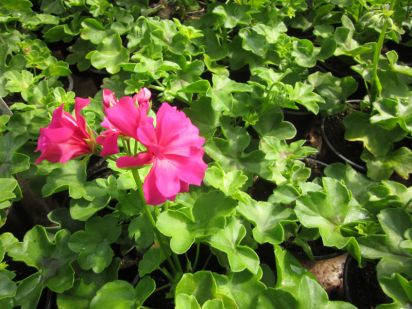 Pelargonium Zonale - Nealit