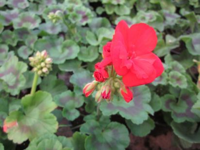 Pelargonium Zonale - Carmen