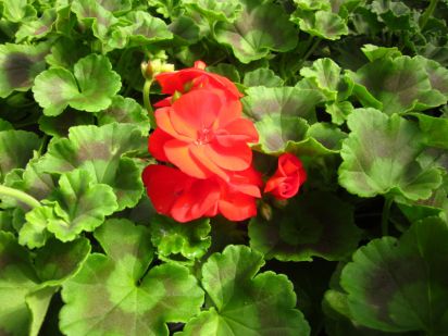 Pelargonium Zonale