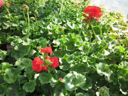 Pelargonium Zonale