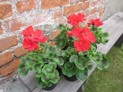 Pelargonium Zonale