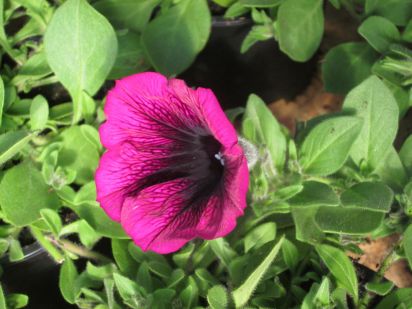 Petunia Merlot