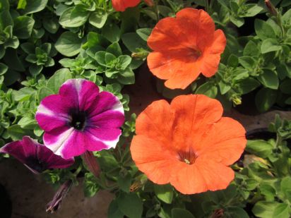 Potunia Plus Papaya a Peppy Neon