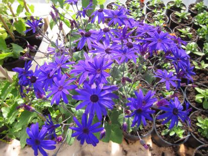 Senetti