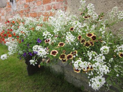 Superbells a Lobularia