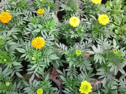 Tagetes