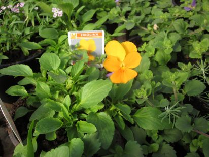 Viola Friolina Orange Cascadiz