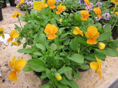 Viola Friolina Orange Cascadiz